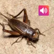 Cricket: Sounds & Ringtones