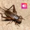 Cricket: Sounds & Ringtones