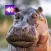 Hippo: Sounds & Ringtones