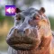 Hippo: Sounds & Ringtones