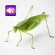 Katydid: Sounds & Ringtones