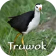 suara pikat burung truwok
