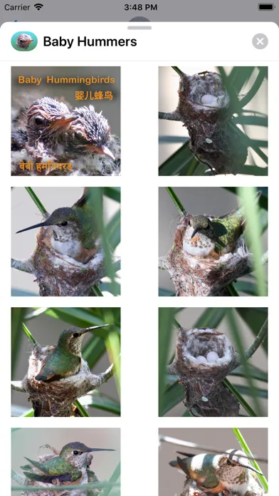 تصاویر Baby Hummingbirds