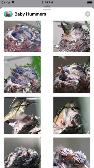 تصاویر Baby Hummingbirds