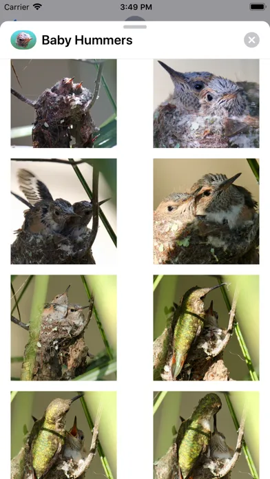 تصاویر Baby Hummingbirds