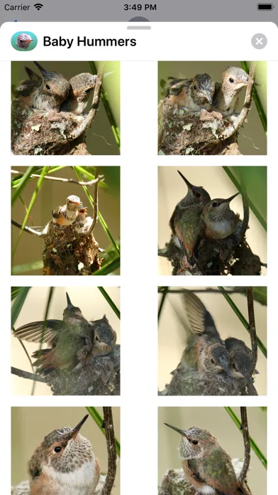 تصاویر Baby Hummingbirds