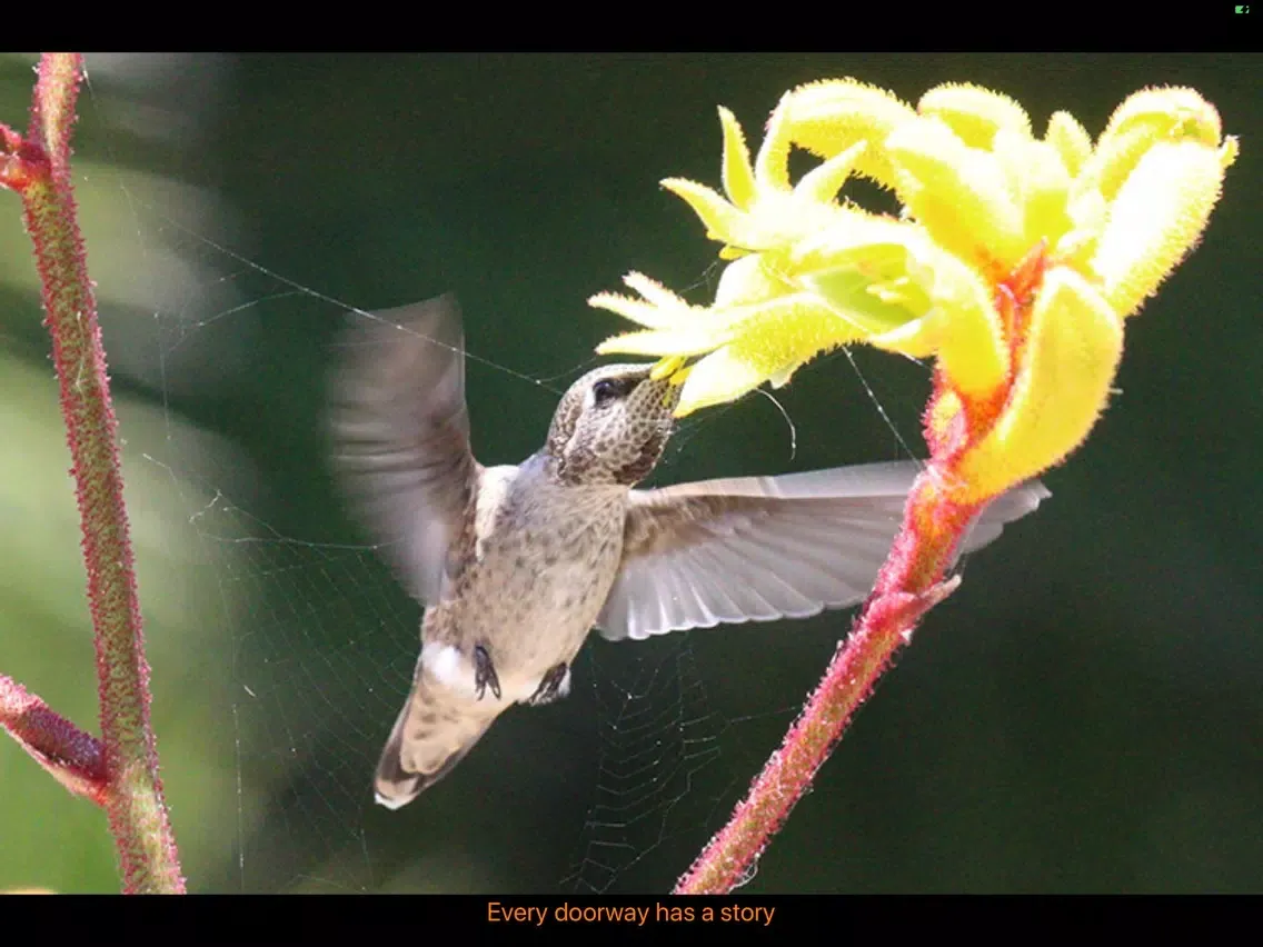 Hummingbird Moments iPad  Screenshots