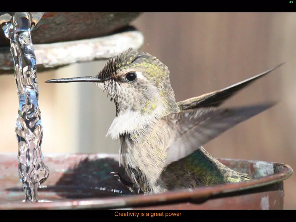 Hummingbird Moments iPad  Screenshots