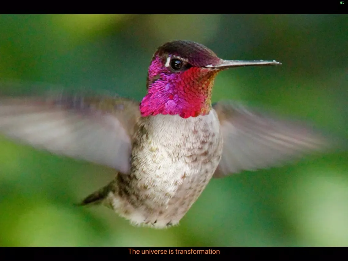 Hummingbird Moments iPad  Screenshots