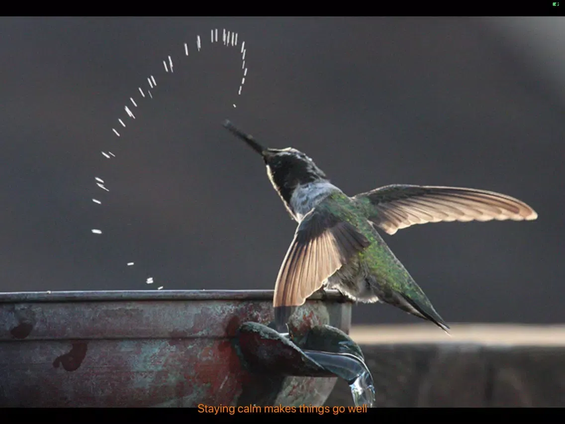 Hummingbird Moments iPad  Screenshots