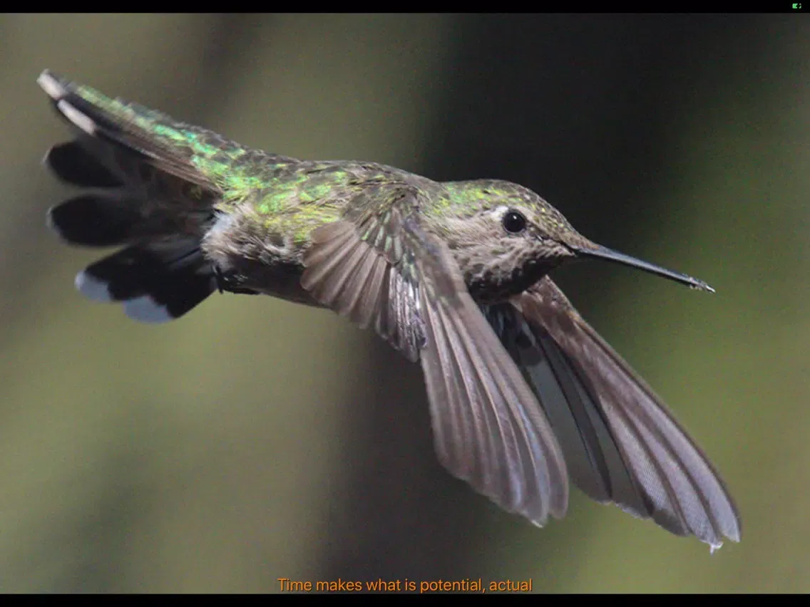 Hummingbird Moments iPad  Screenshots