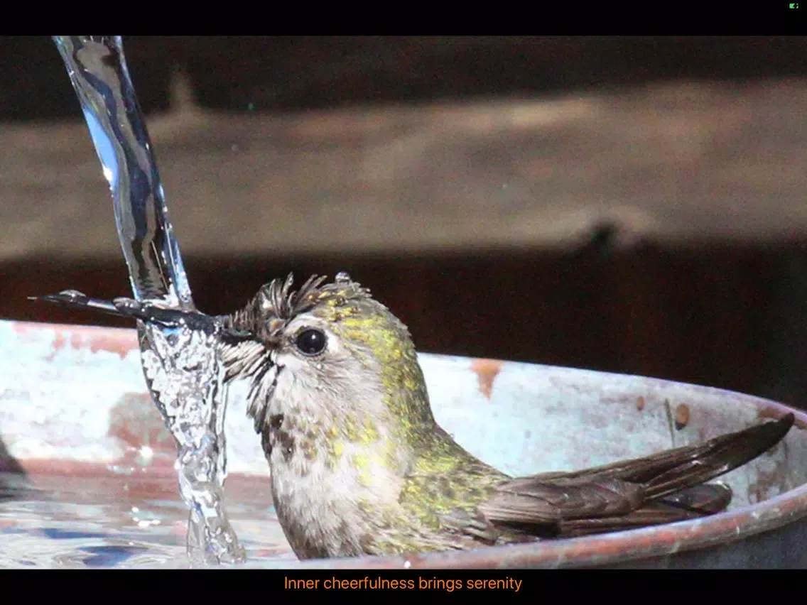 Hummingbird Moments iPad  Screenshots