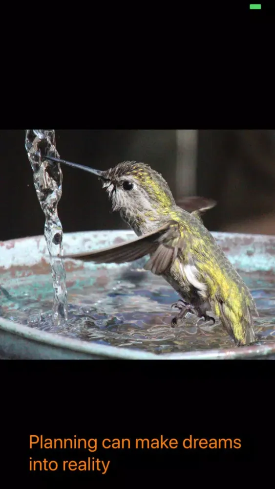 Hummingbird Moments Screenshots
