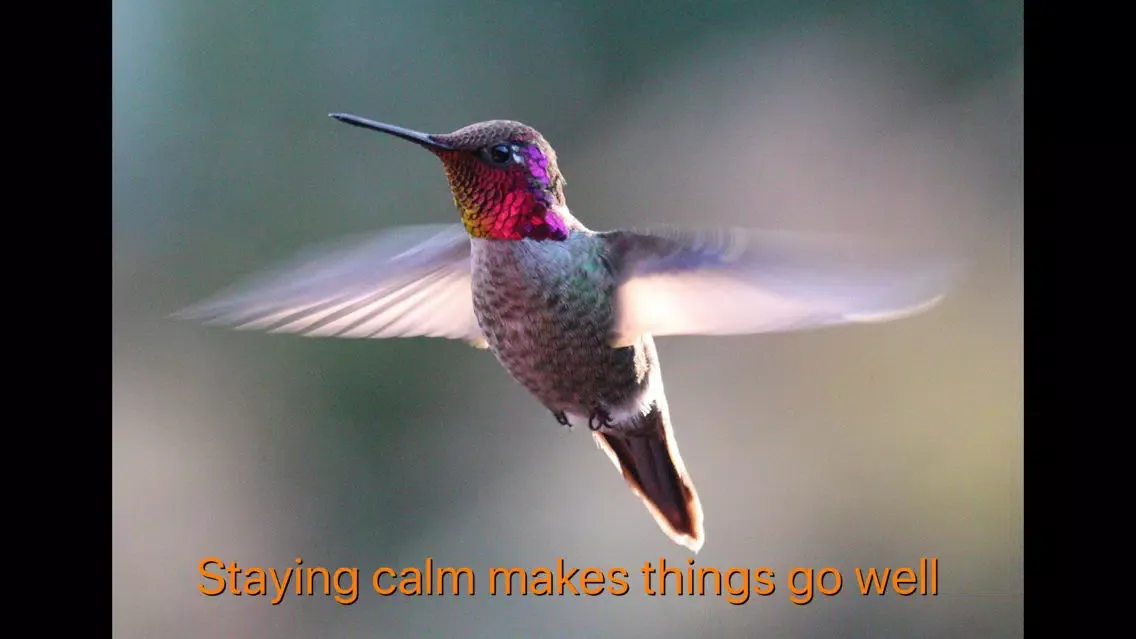 Hummingbird Moments Screenshots