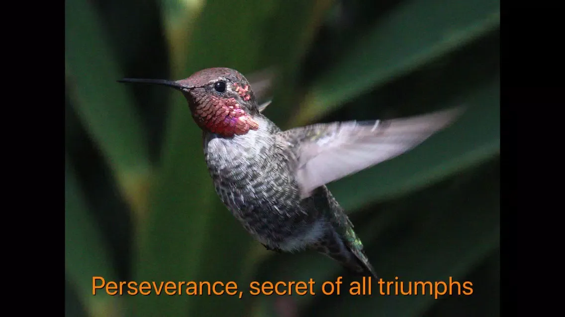 Hummingbird Moments Screenshots