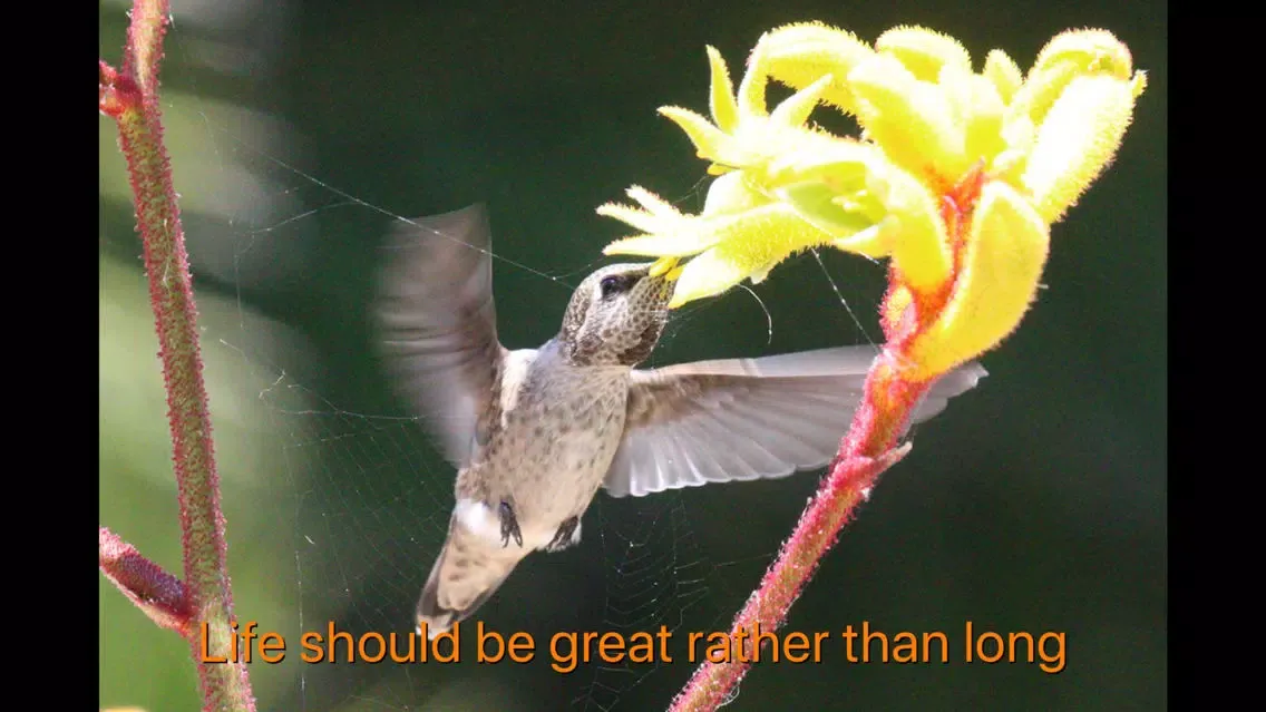 Hummingbird Moments Screenshots
