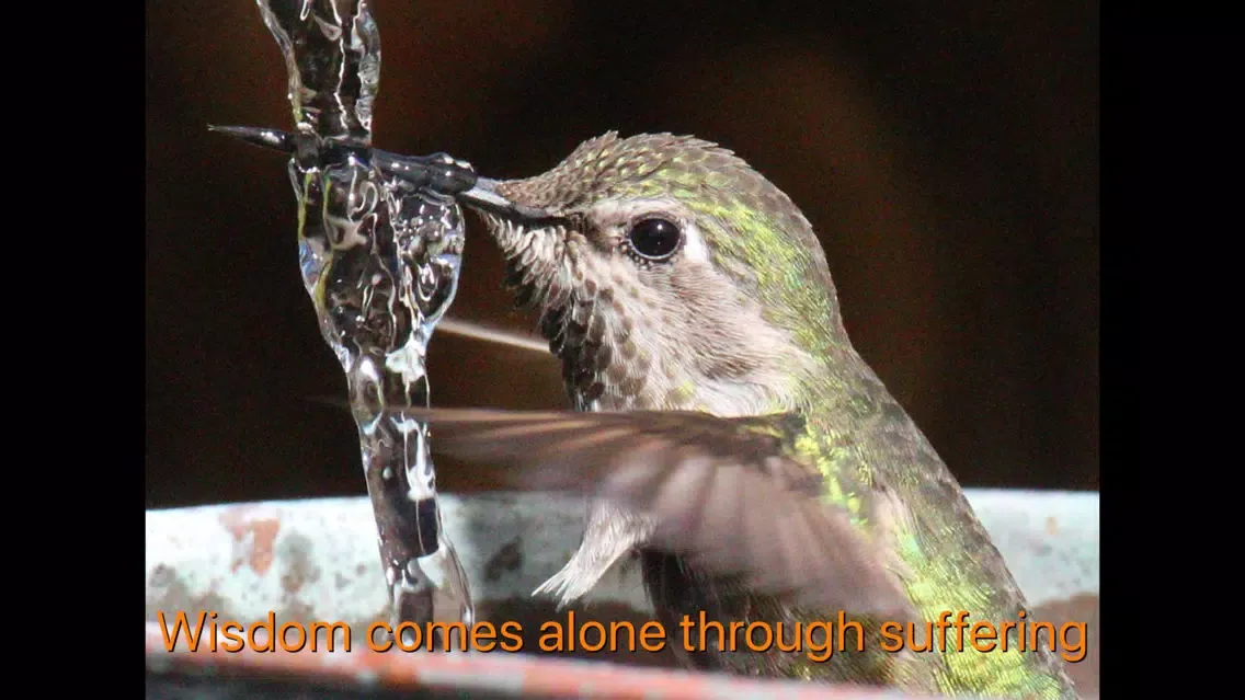 Hummingbird Moments Screenshots