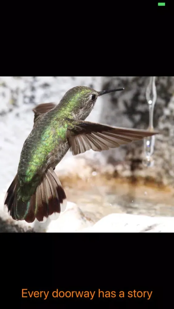 Hummingbird Moments Screenshots