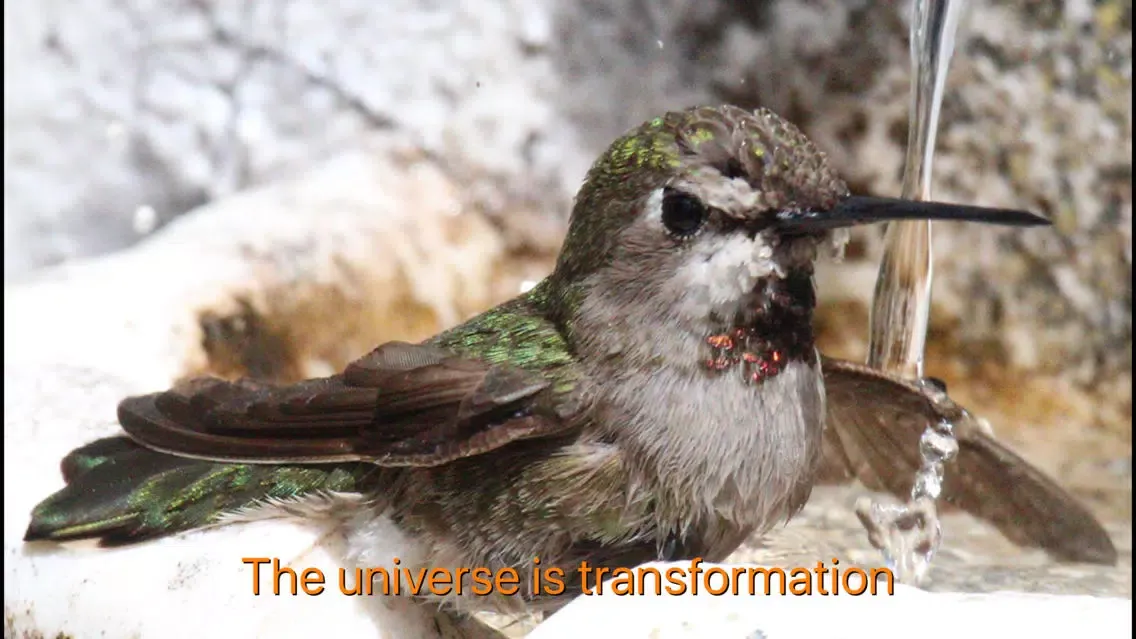 Hummingbird Moments Screenshots