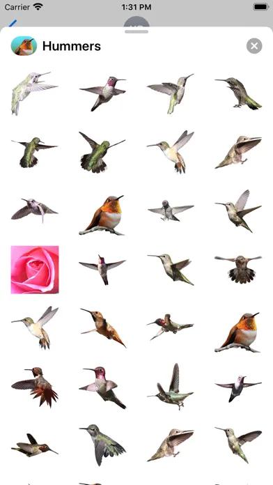 Capturas de pantalla de Hummingbird Sticker Pack