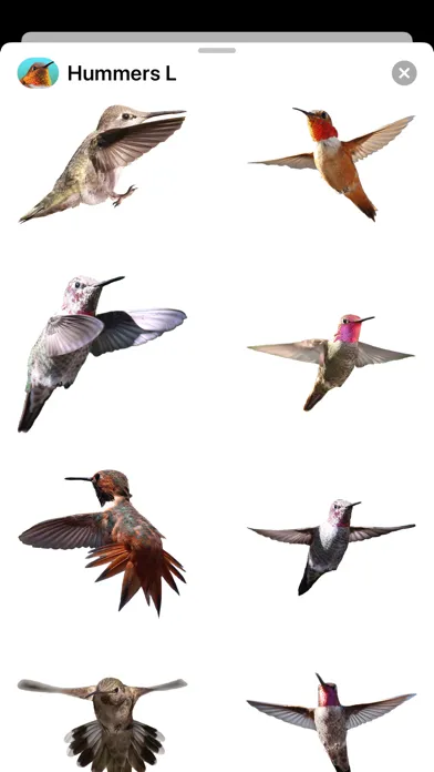 Ảnh chụp màn hình của Hummingbirds - Large (Retina)