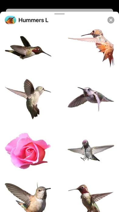 Ảnh chụp màn hình của Hummingbirds - Large (Retina)