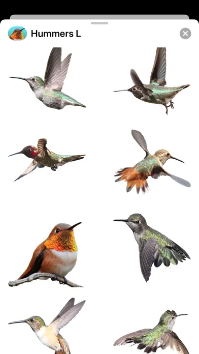 Ảnh chụp màn hình của Hummingbirds - Large (Retina)
