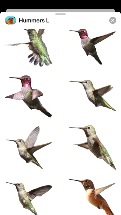 Ảnh chụp màn hình của Hummingbirds - Large (Retina)