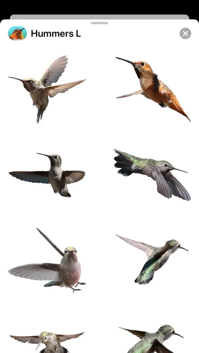 Ảnh chụp màn hình của Hummingbirds - Large (Retina)