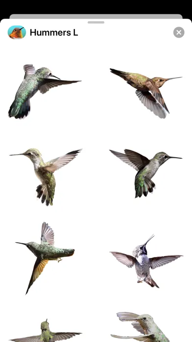 Ảnh chụp màn hình của Hummingbirds - Large (Retina)