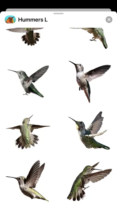 Ảnh chụp màn hình của Hummingbirds - Large (Retina)