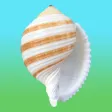 Shells! Shells!