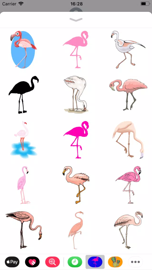 تصاویر Trendy Flamingo