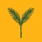 Yellow Spruce Roasters