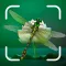 Insect Spider & Bug identifier