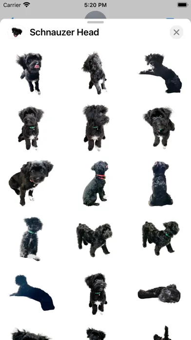 صور Schnauzer Dog's Head