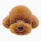 Poodle Dog's Head