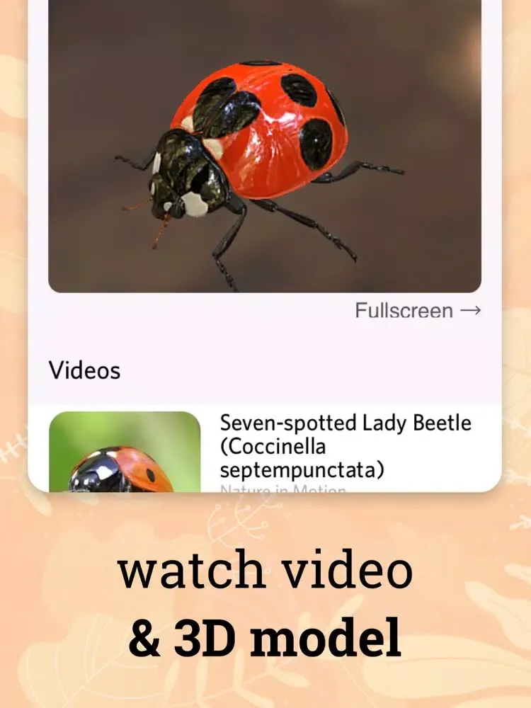 صور Insect identification · iPad 