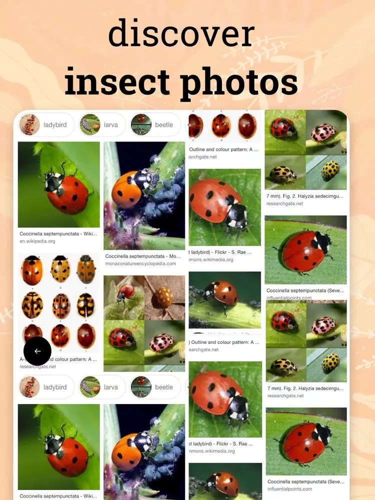 صور Insect identification · iPad 