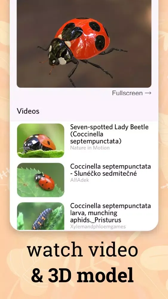 صور Insect identification ·