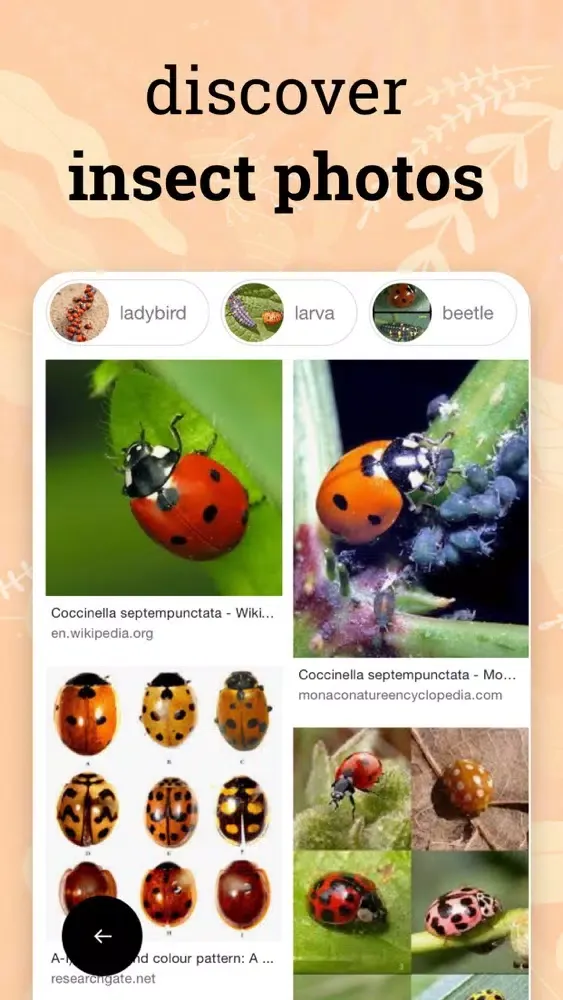 صور Insect identification ·