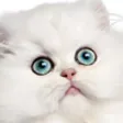 Stroke the Pussycat