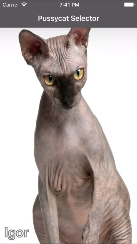 Stroke the Pussycat应用截图