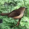 BirdClock