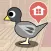 Race Pigeon
