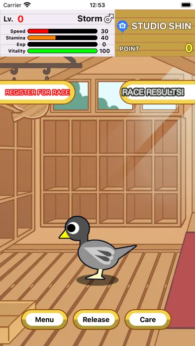 صور Race Pigeon
