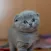 Cat HQ - High Quality Cat Pics