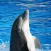 Dolphin HQ - High Quality Pics