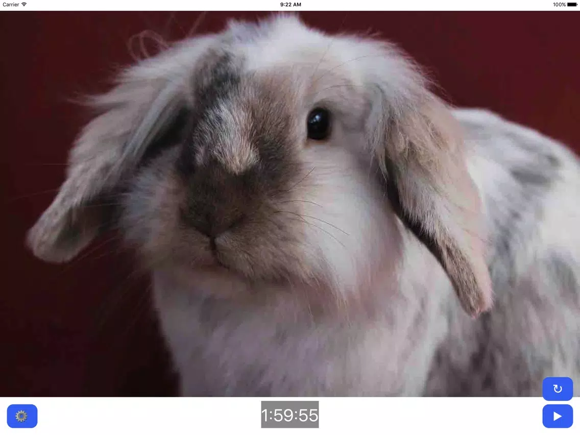 Capturas de tela do Pet Timer: Cute Bunny, Dog, Cat or Guinea Pig! iPad 