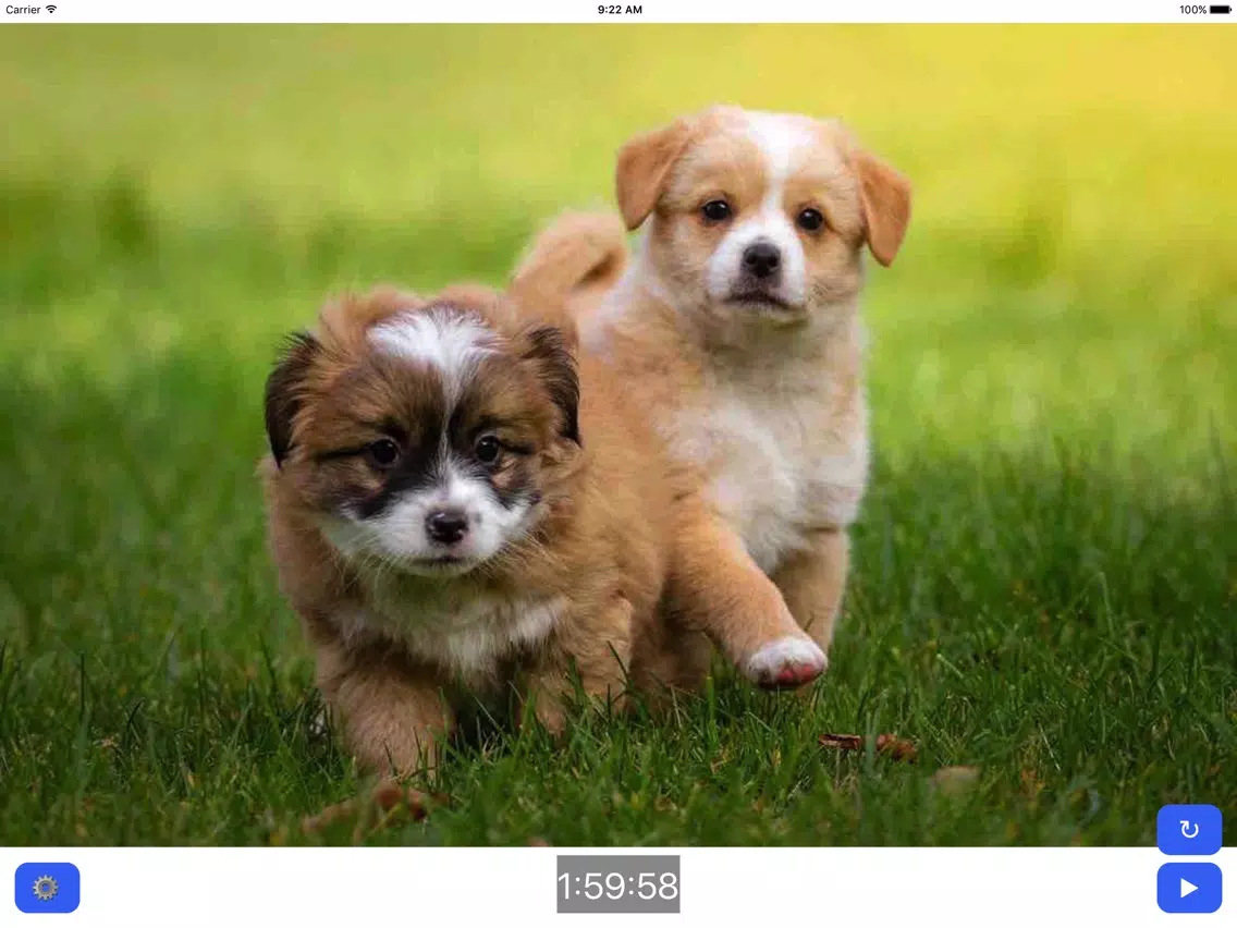 Capturas de tela do Pet Timer: Cute Bunny, Dog, Cat or Guinea Pig! iPad 